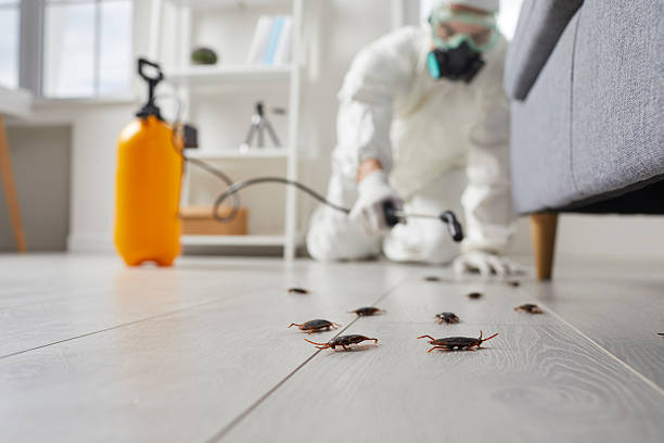 Commercial Rodent Management in Arnold